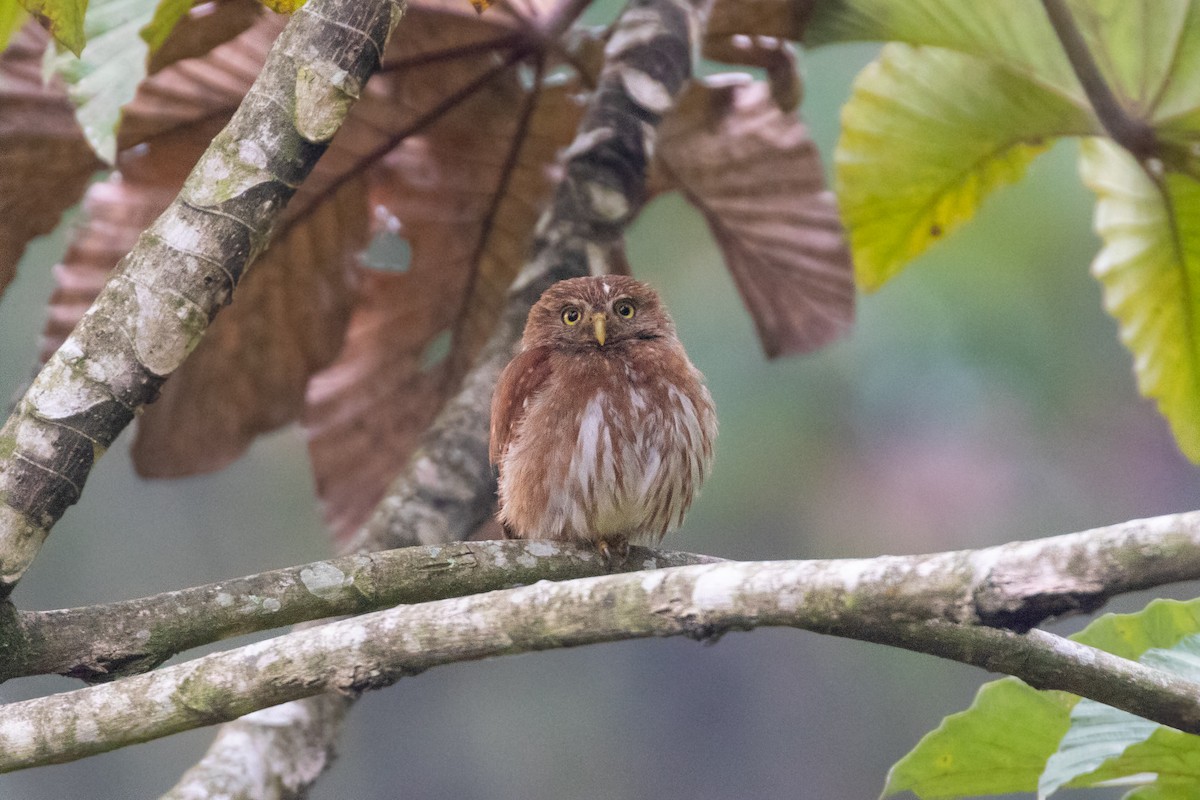 Ferruginous Pygmy-Owl - Thibaud Aronson