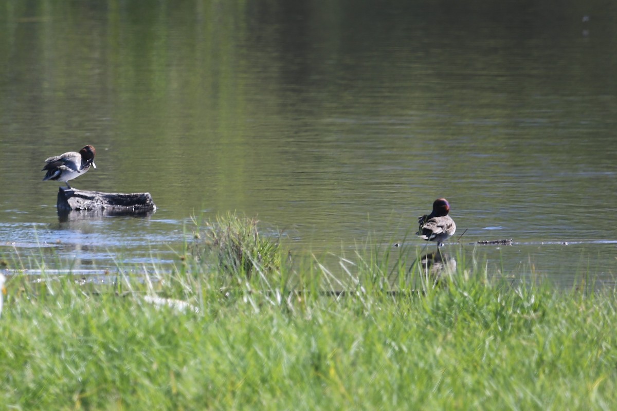 Green-winged Teal - ML287152911