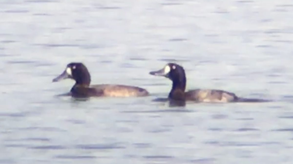 Greater Scaup - ML287153611