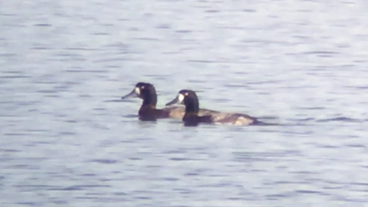 Greater Scaup - ML287153631
