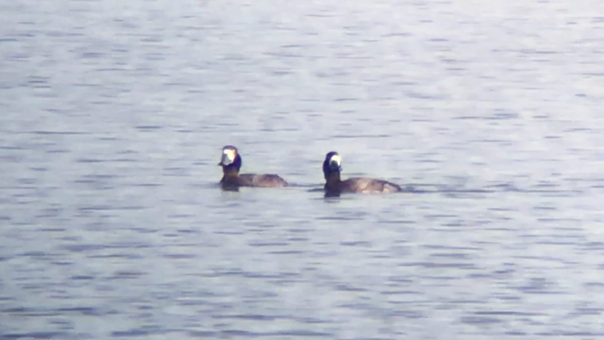 Greater Scaup - ML287153651