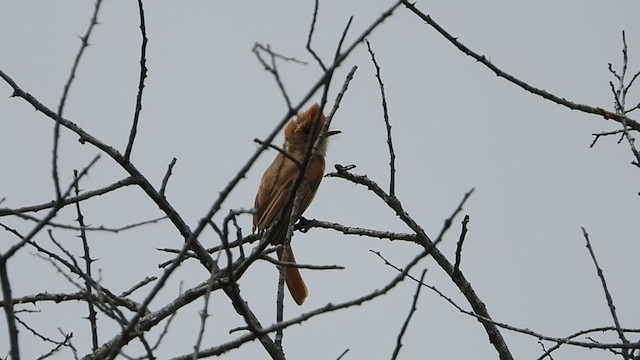 Ash-throated Casiornis - ML287156781
