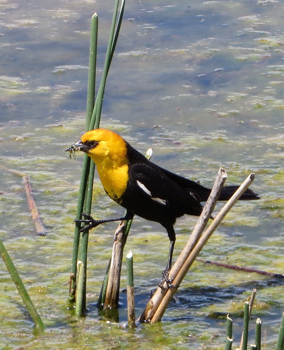 Yellow-headed Blackbird - ML28715911