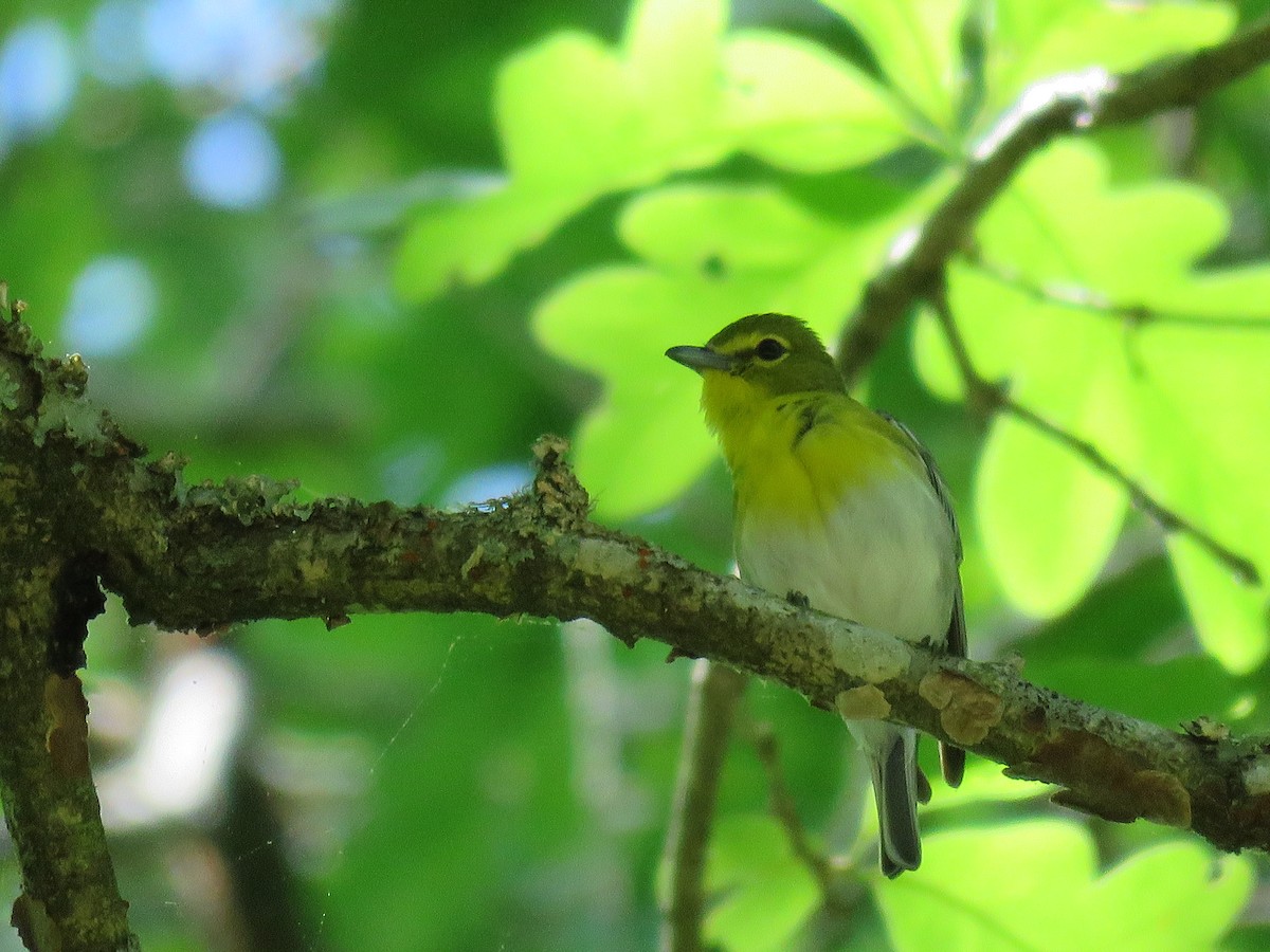 Yellow-throated Vireo - David Blevins
