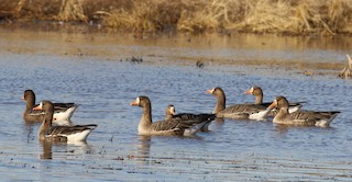 Greater White-fronted Goose, ML287167911