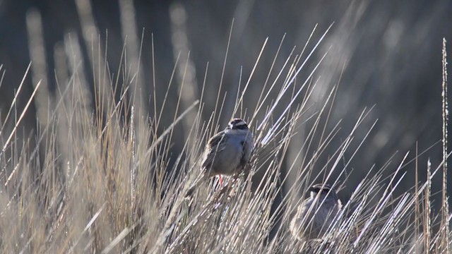 Striped Sparrow - ML287168741