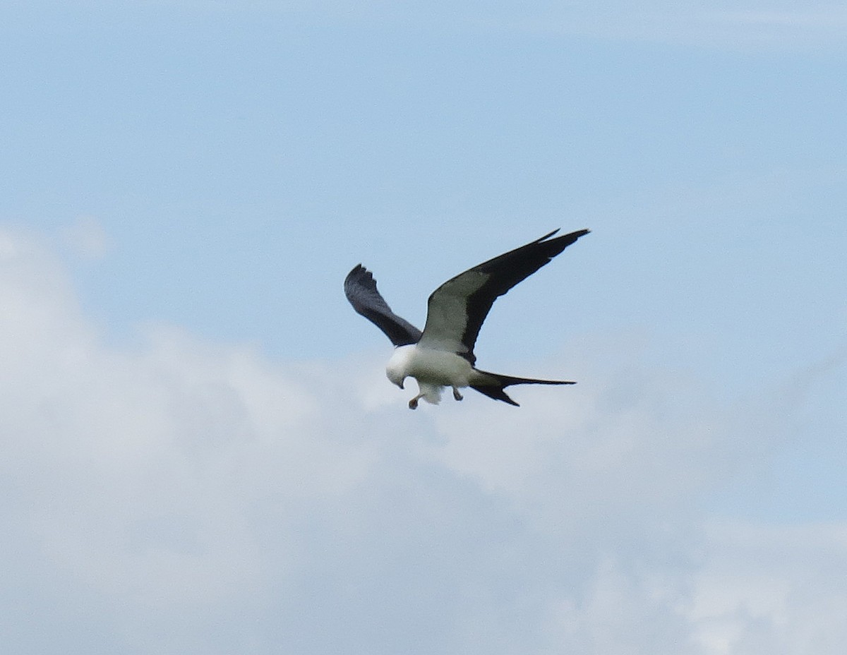 Swallow-tailed Kite - Joe Hanfman