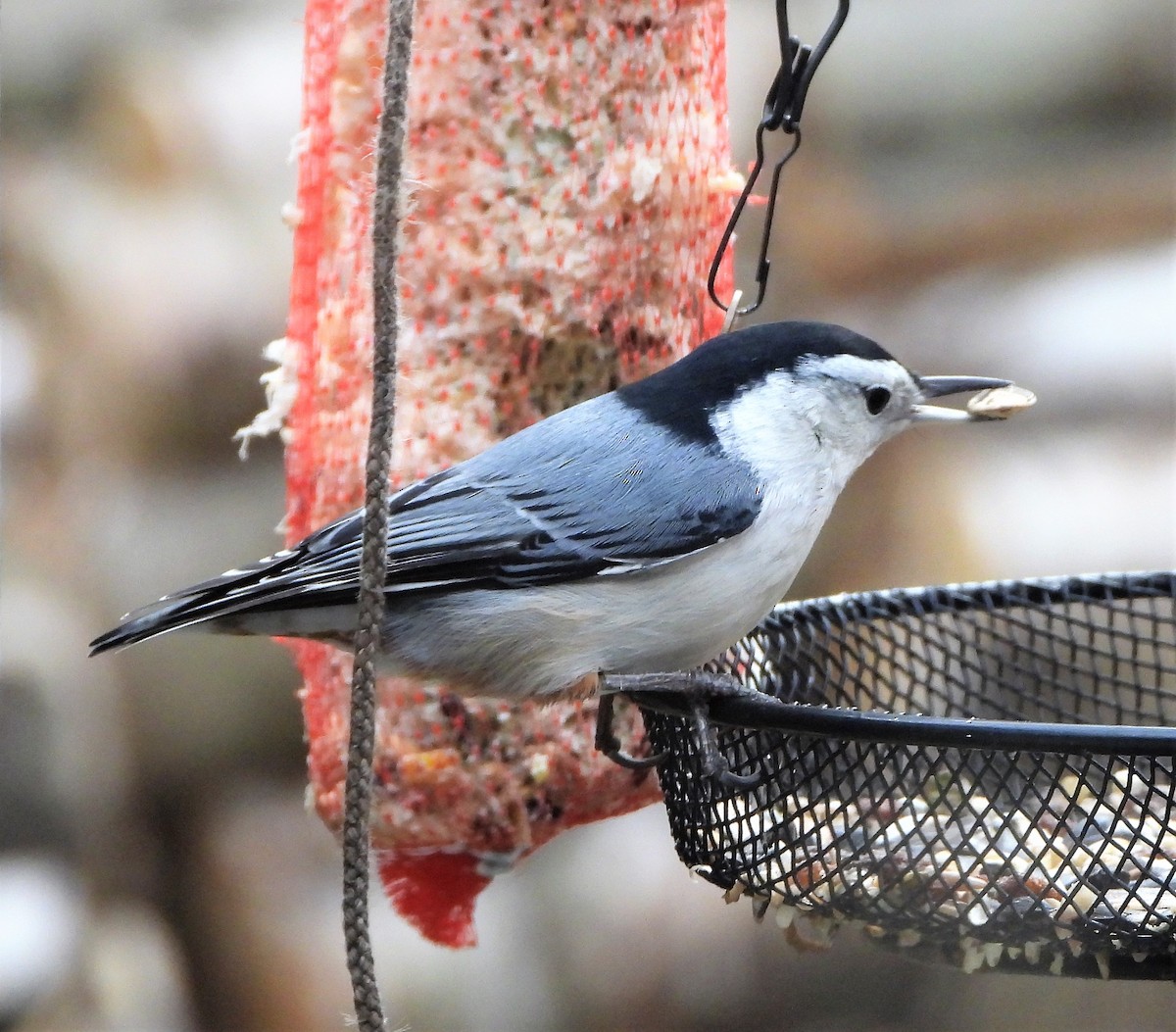 White-breasted Nuthatch - ML287180131