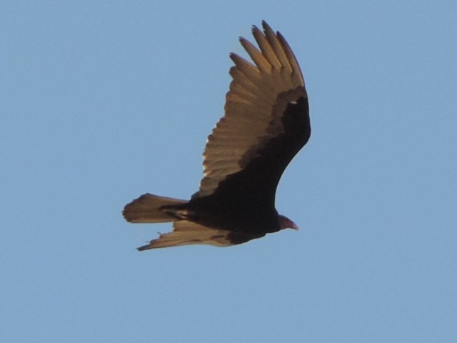 Turkey Vulture - ML287182751