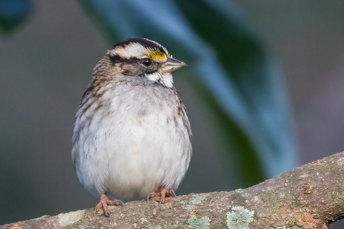White-throated Sparrow - Lauren Marmor