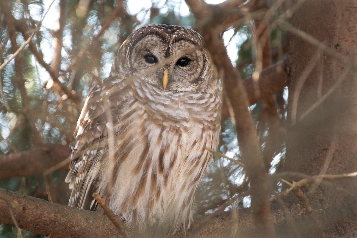 Barred Owl - ML287185031