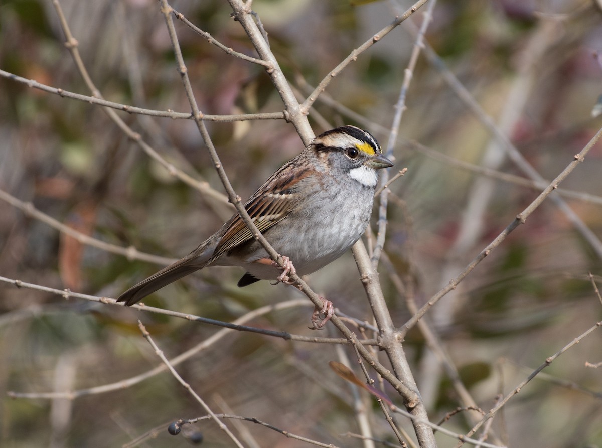 White-throated Sparrow - ML287185091