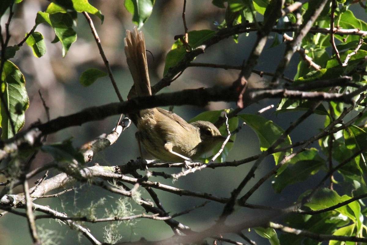 Malagasy Brush-Warbler (Anjouan) - ML287185101