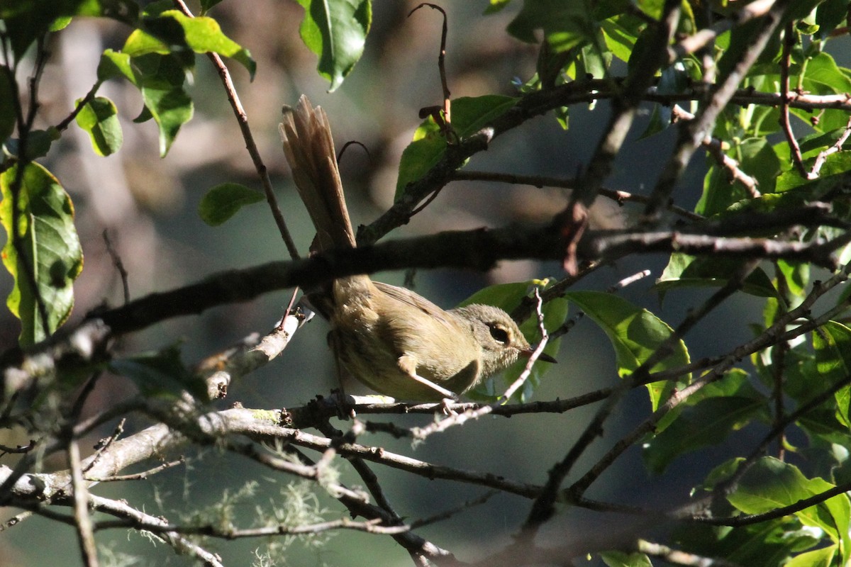 Malagasy Brush-Warbler (Anjouan) - Charles Davies