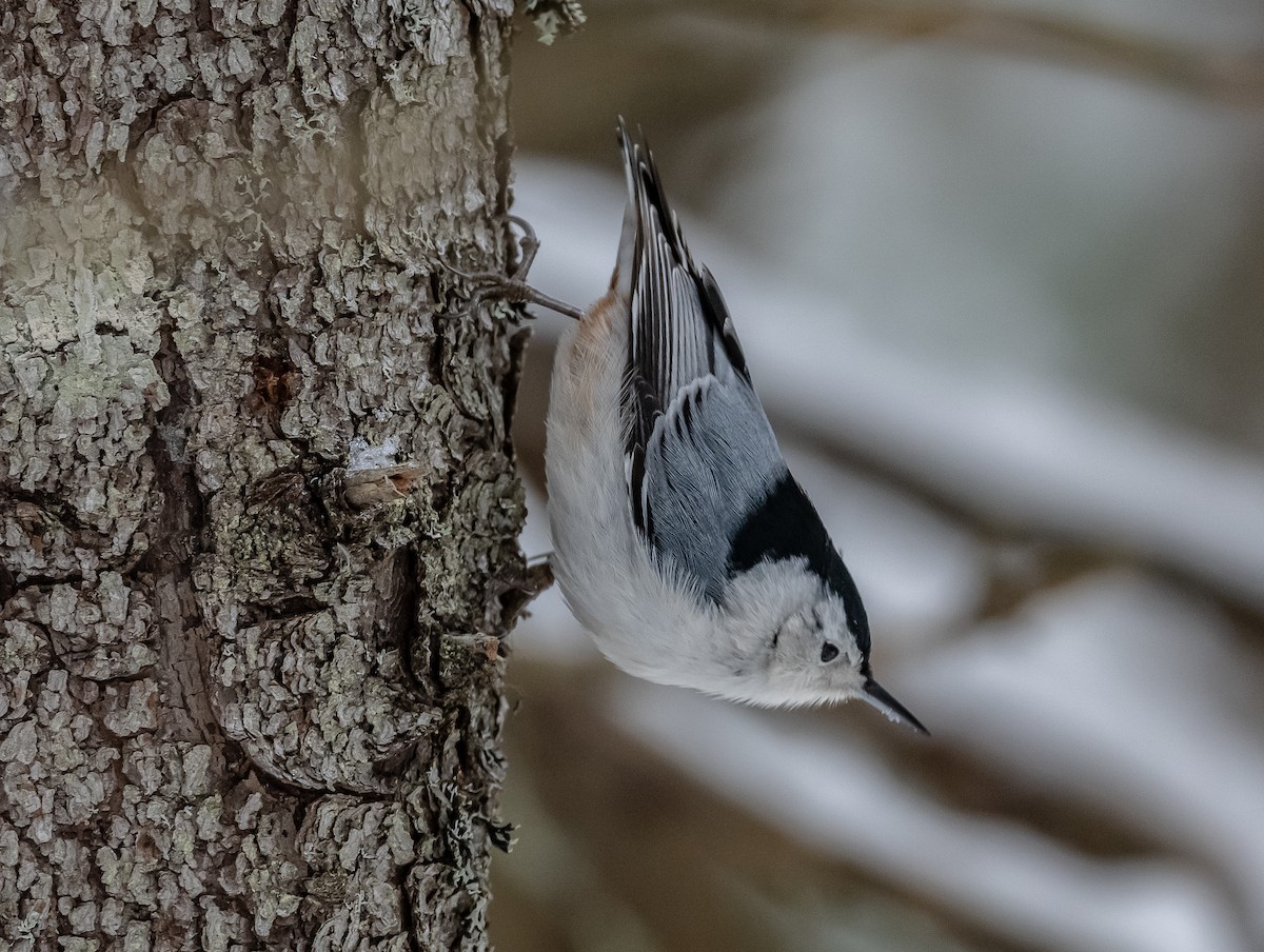 White-breasted Nuthatch - ML287186151