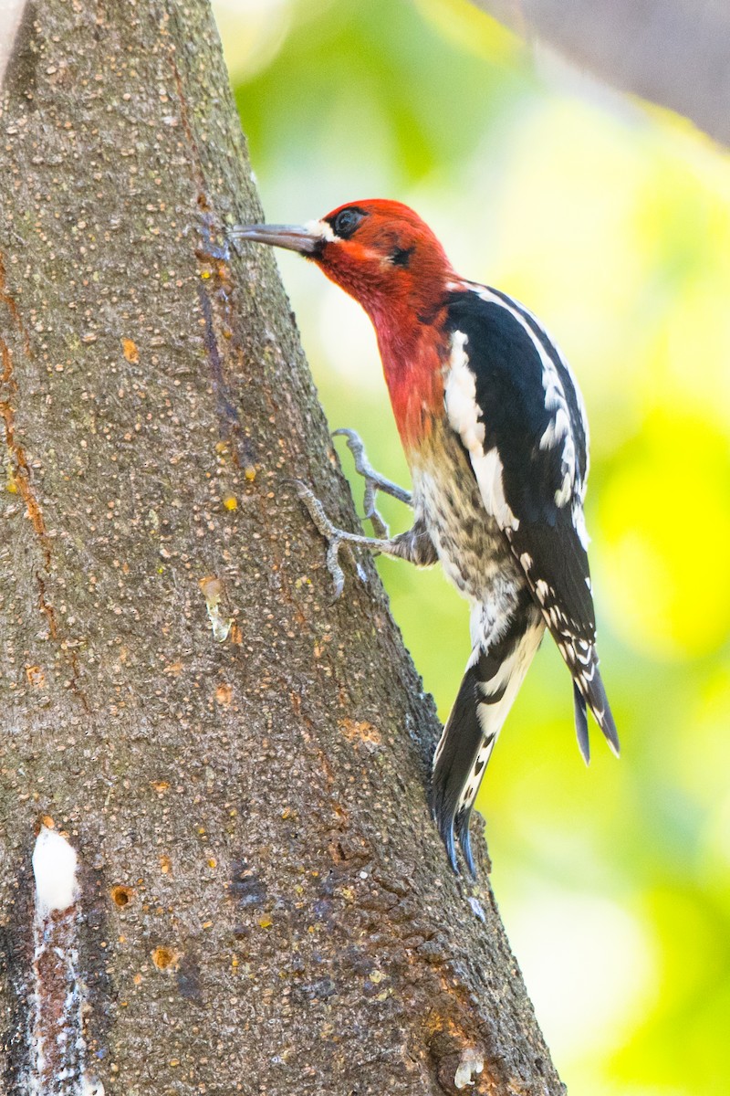 Red-breasted Sapsucker - ML287186981