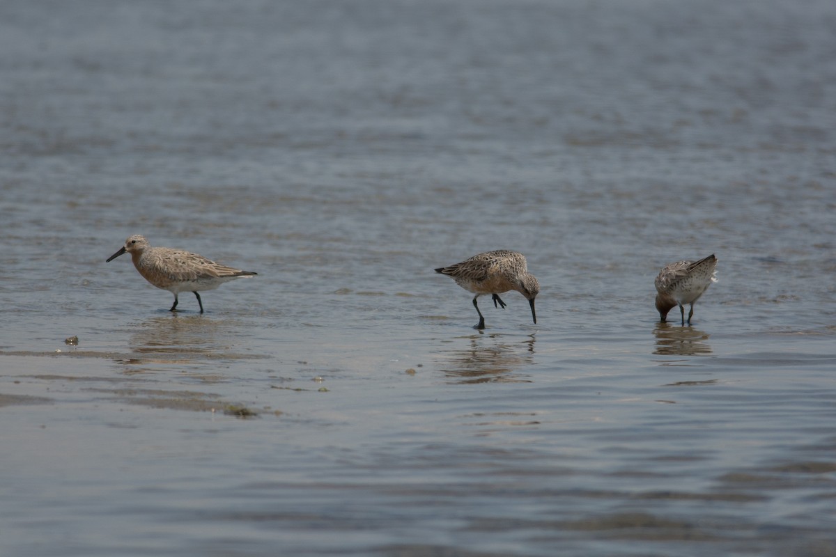 Red Knot - ML28719101