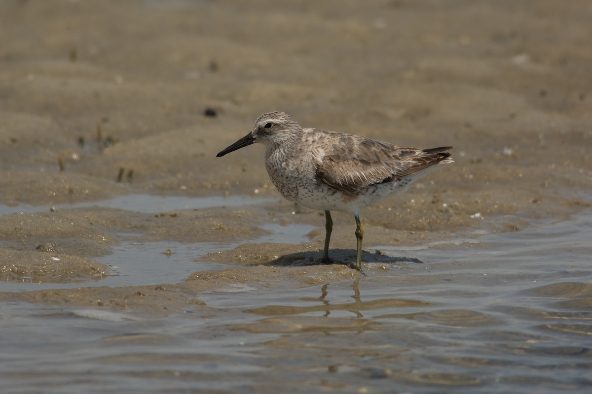 Red Knot - ML28719111