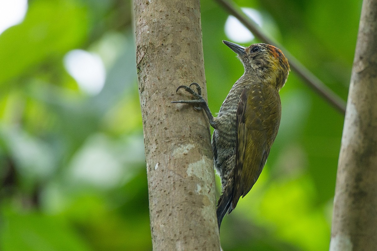 Yellow-eared Woodpecker - ML287201371