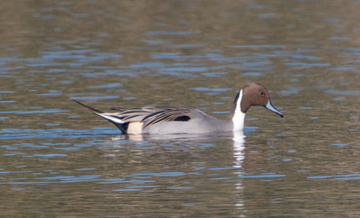 Northern Pintail - Peter Bedrossian