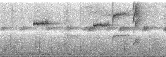 Bakır Belli Kolibri - ML287216