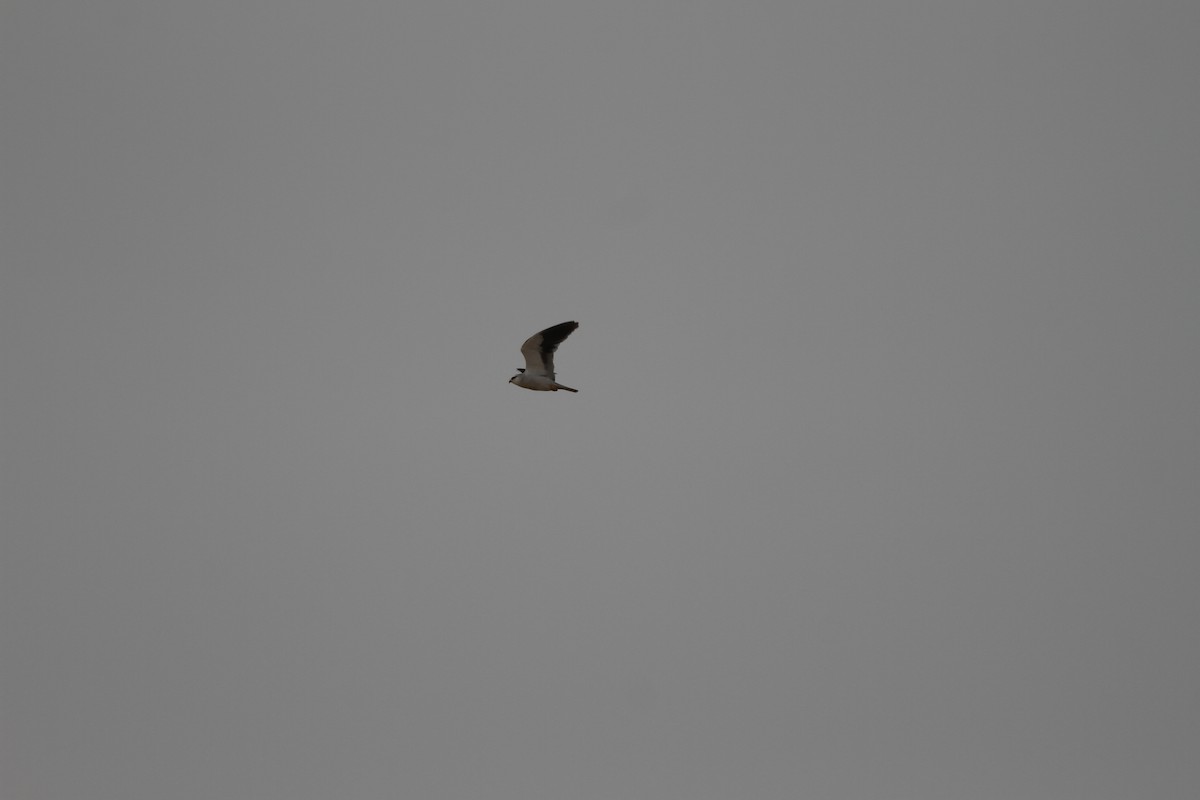 Black-winged Kite - Mehmet Mahmutoğlu
