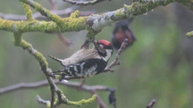 Lesser Spotted Woodpecker - ML287221061