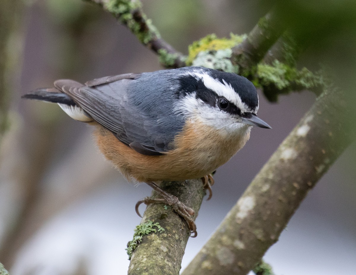 Red-breasted Nuthatch - ML287226821