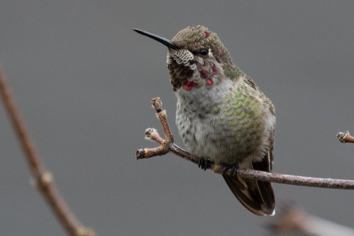 Anna's Hummingbird - ML287227051
