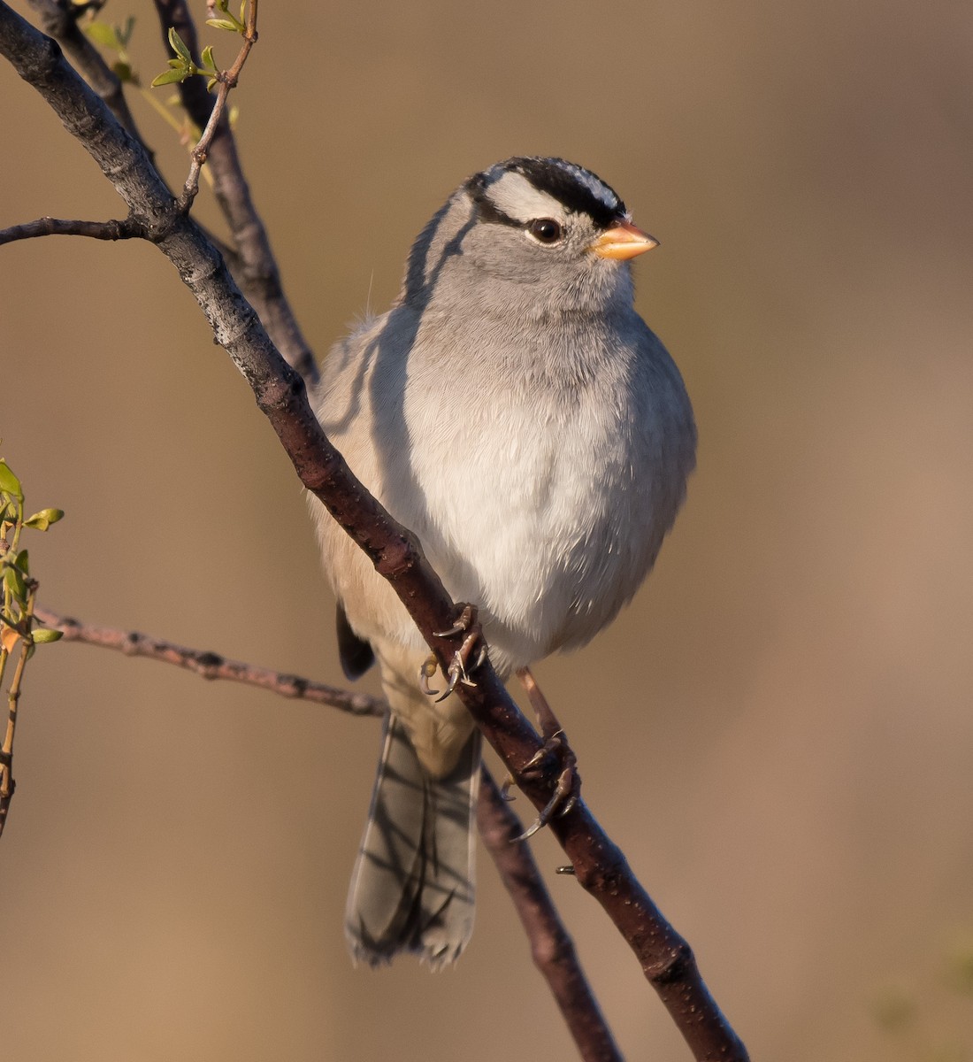 White-crowned Sparrow (Gambel's) - ML287227821