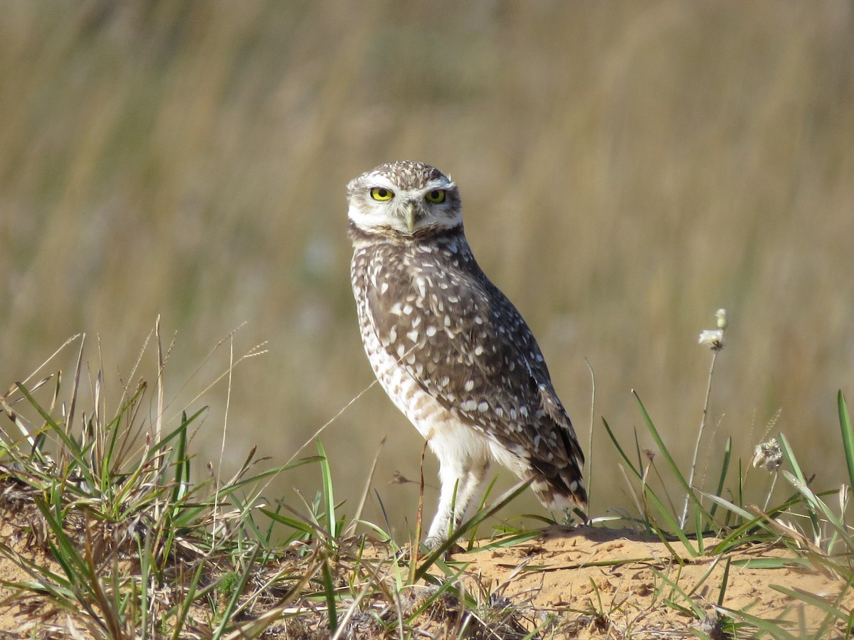 Burrowing Owl - ML28723911