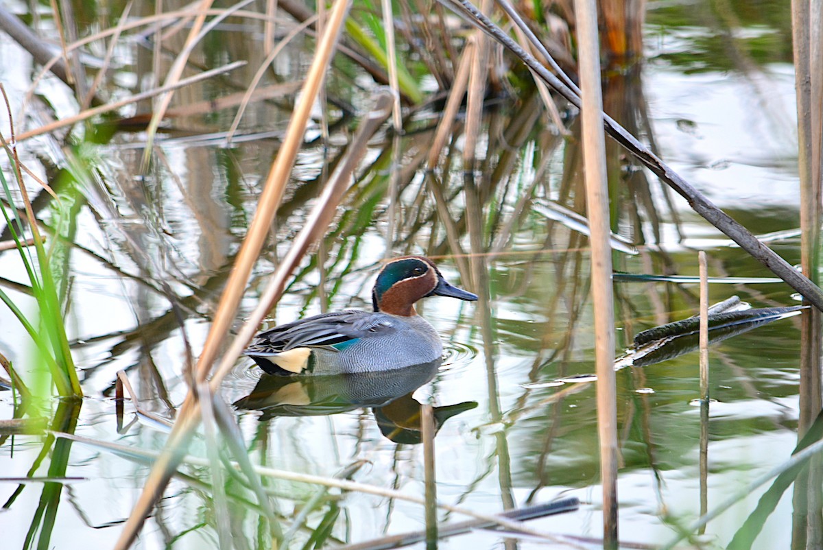 Green-winged Teal - ML287240911