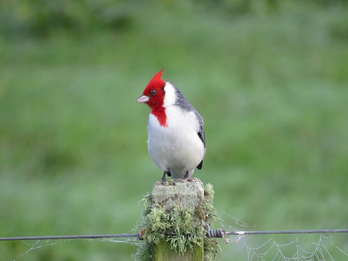 Red-crested Cardinal - ML28724201