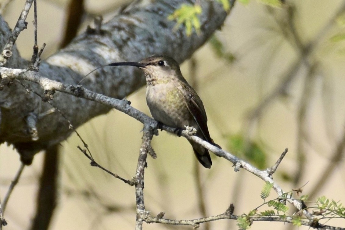 Anna's Hummingbird - ML287242071