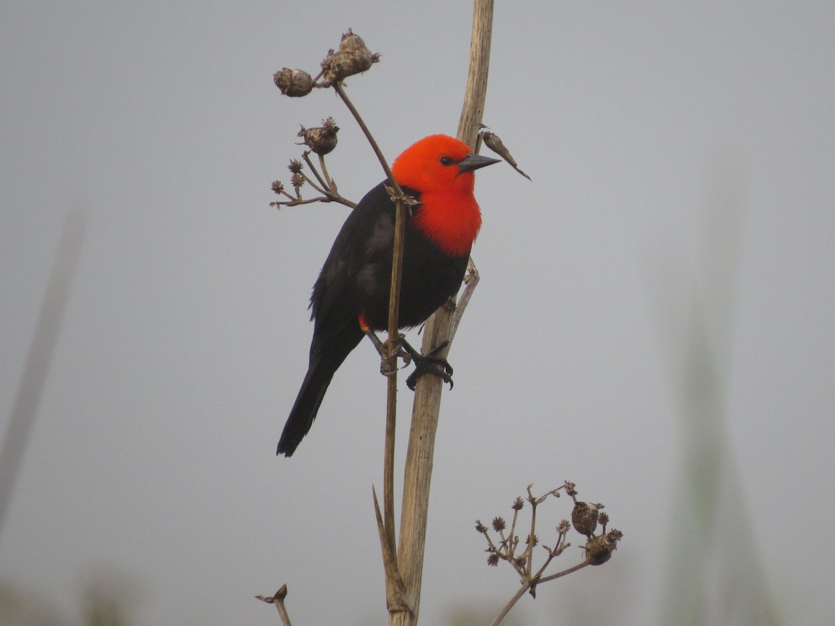 Scarlet-headed Blackbird - ML28724221