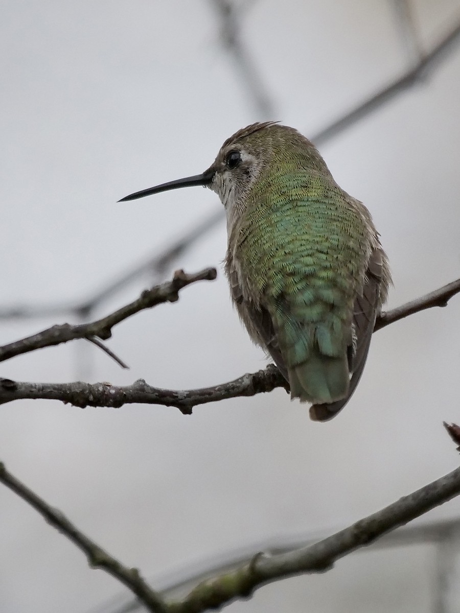 Anna's Hummingbird - ML287243701