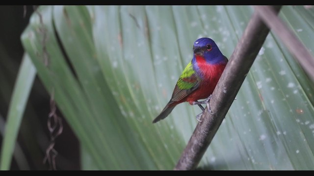 Painted Bunting - ML287245481
