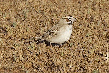 Lark Sparrow - robert bowker