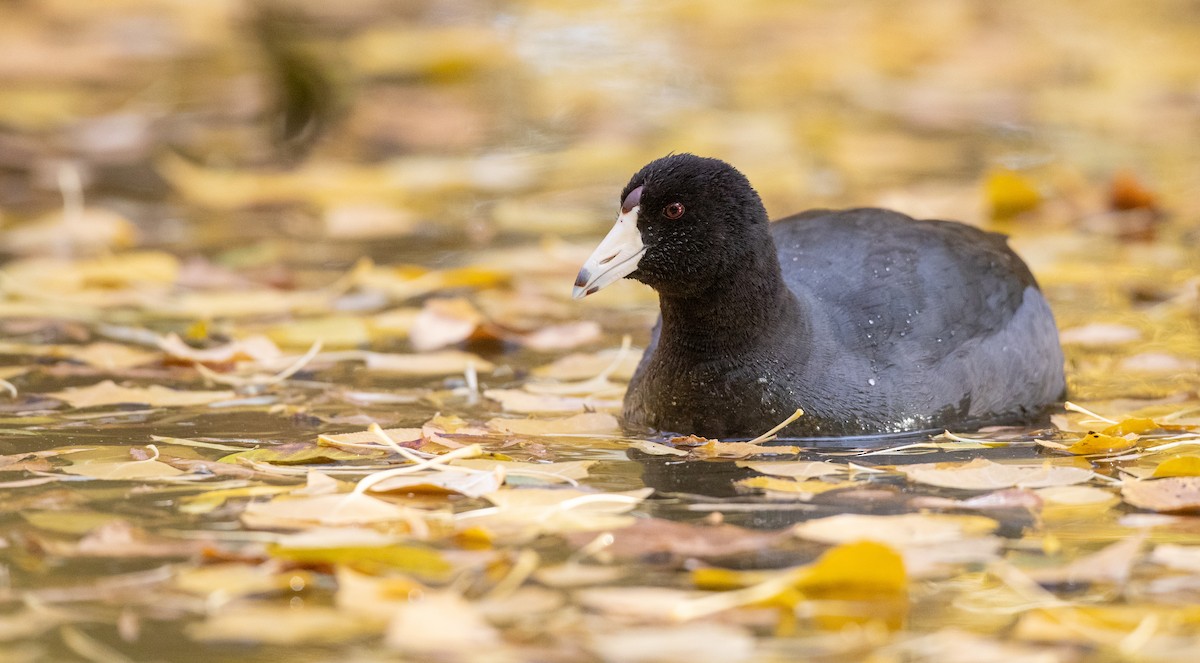 American Coot (Red-shielded) - ML287247851