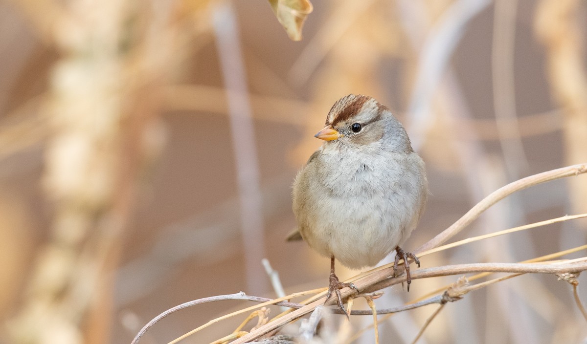 White-crowned Sparrow - ML287247931