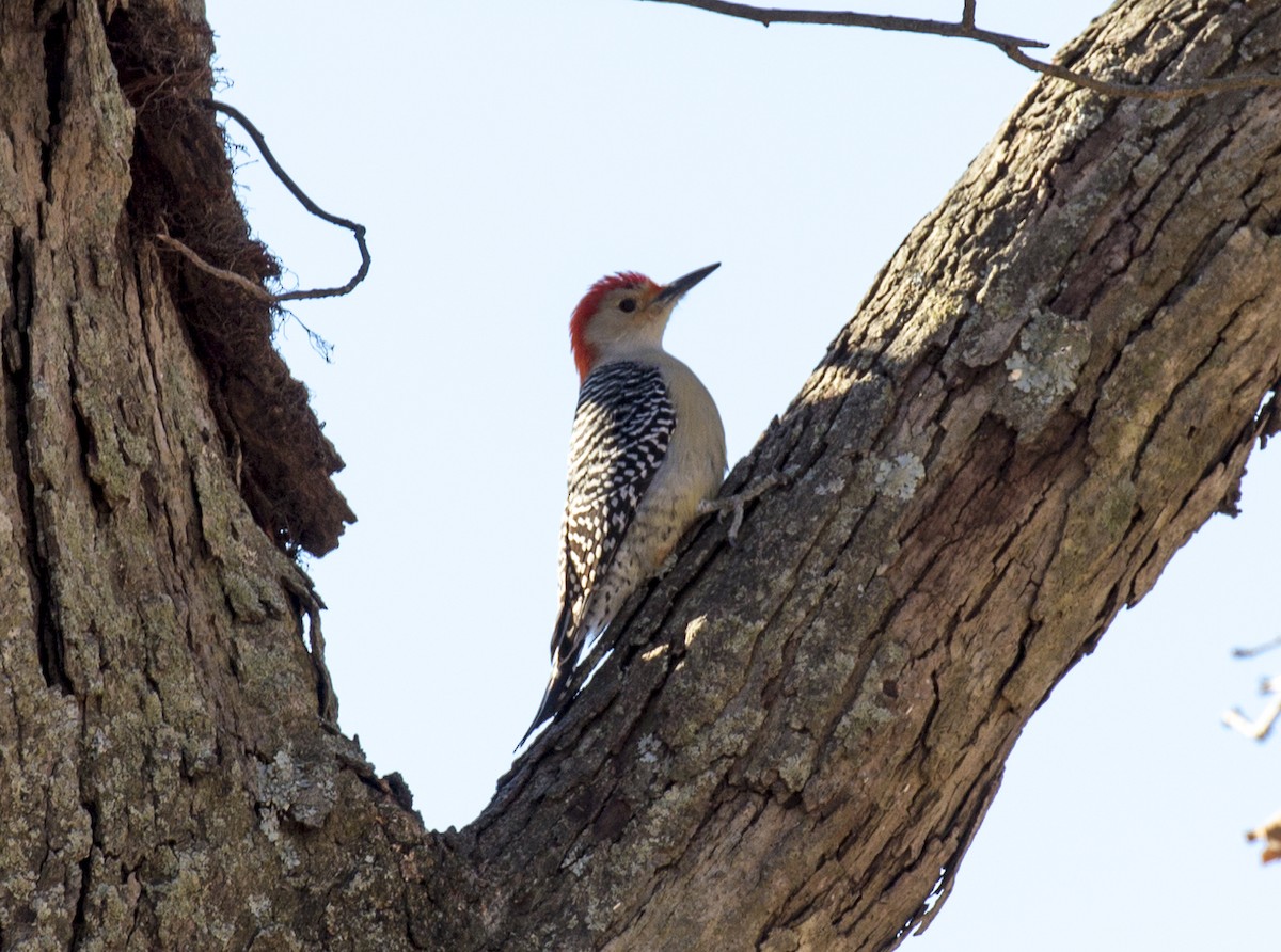Red-bellied Woodpecker - ML287250761