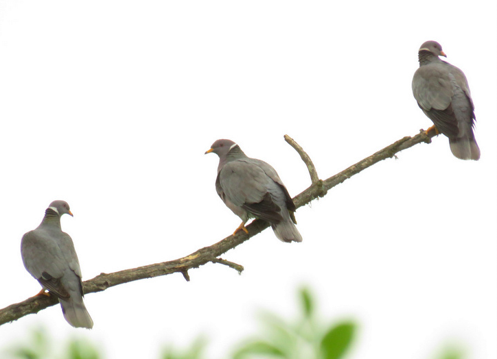 Band-tailed Pigeon - ML28725461