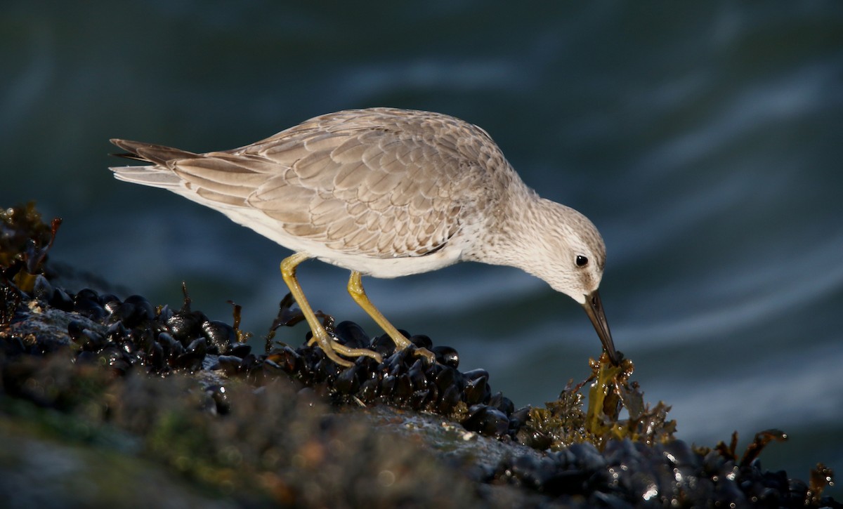 Red Knot - ML287256181