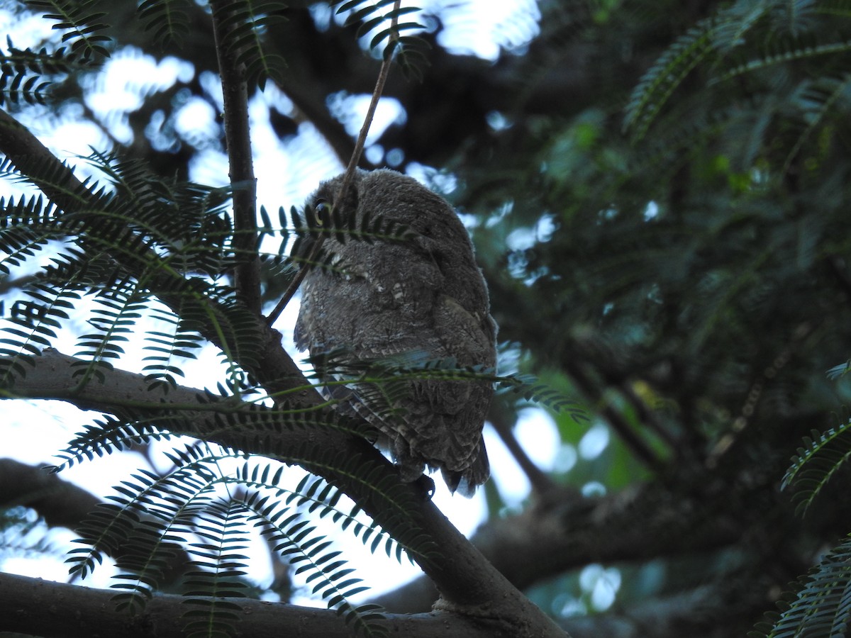 Tropical Screech-Owl - ML287256651