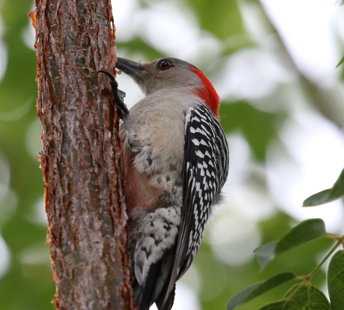 Red-bellied Woodpecker - ML287256751