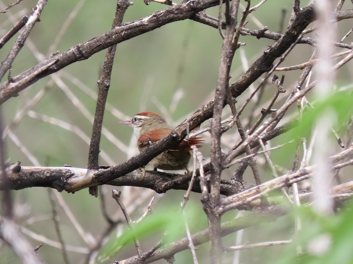 Line-cheeked Spinetail (Baron's) - ML287259631