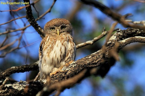 Pearl-spotted Owlet - Butch Carter