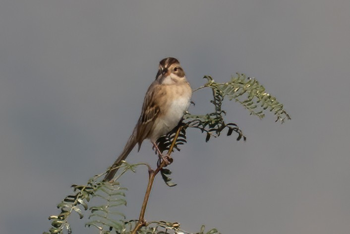 Clay-colored Sparrow - Phil Bartley