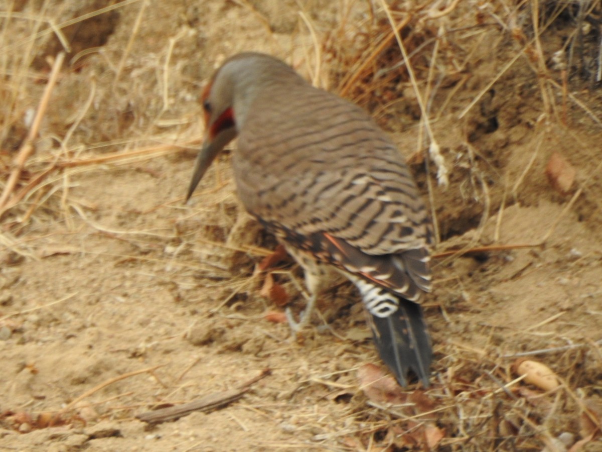 Northern Flicker (Red-shafted) - ML287265361