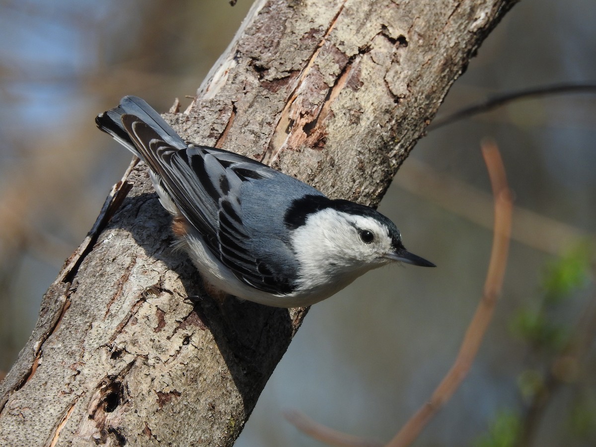 White-breasted Nuthatch - ML28726561